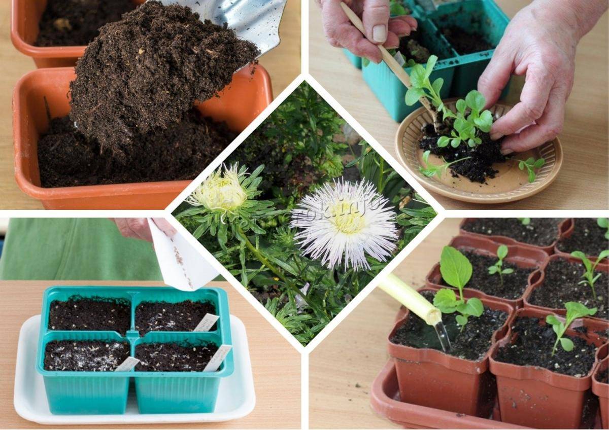 Выращивание цветка астры в саду: посадка и уход за растениями, когда цветет