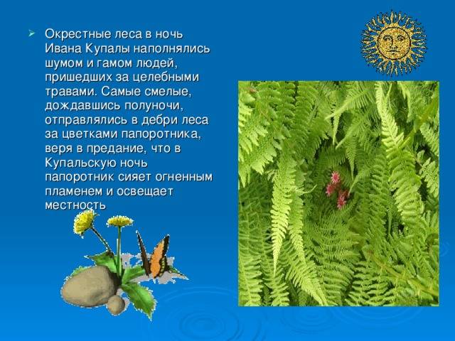 Цветок папоротника в славянской мифологии: как выглядит и как найти?