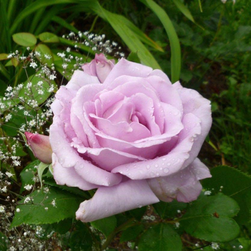 Роза голубой нил: фото, описание, отзывы, посадка и уход