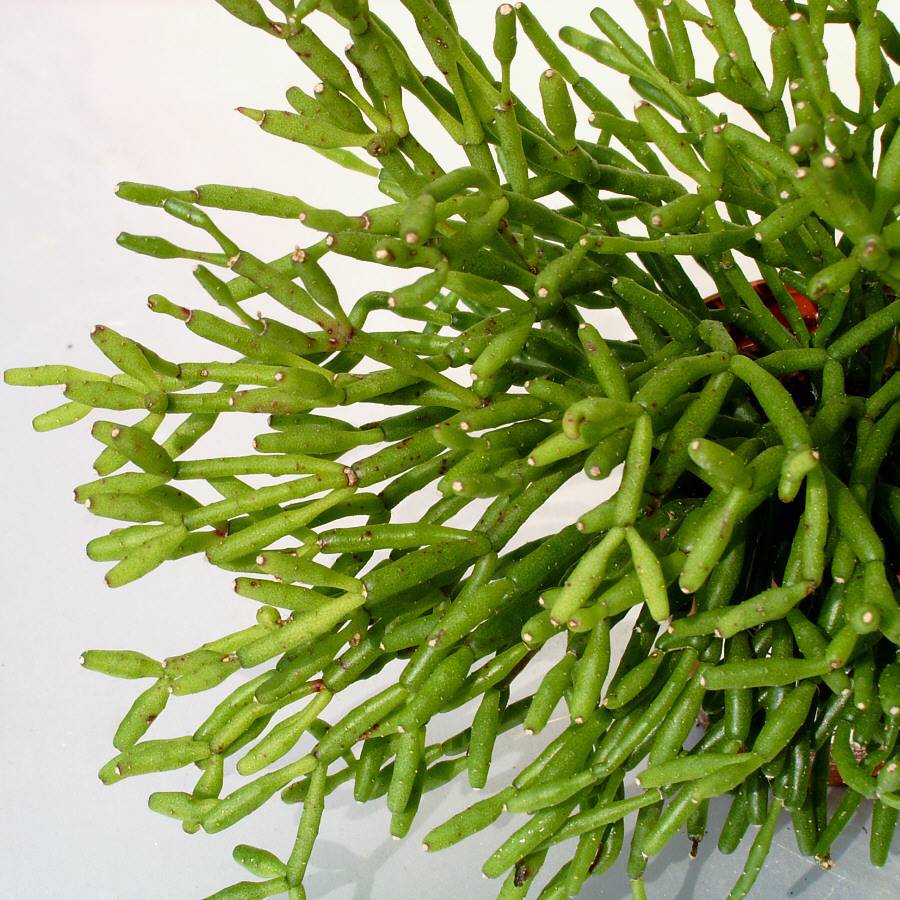 Уход за комнатным цветком хатиорой: обрезка, полив, формирование кроны, чтобы сделать куст пышным, описание и фото, и как ухаживать за саликорниевидным кактусом