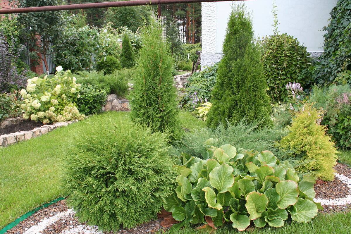 Можжевельники в ландшафтном дизайне: фото в саду, на участке, как красиво оформить