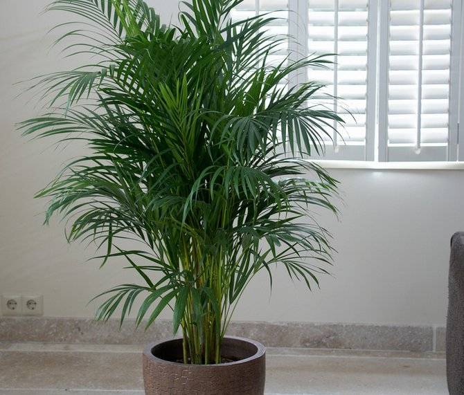 Выращивание пальмы арек хризалидокарпус в домашних условиях
