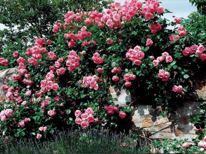 «хендель» — роза плетистая: описание, посадка и уход