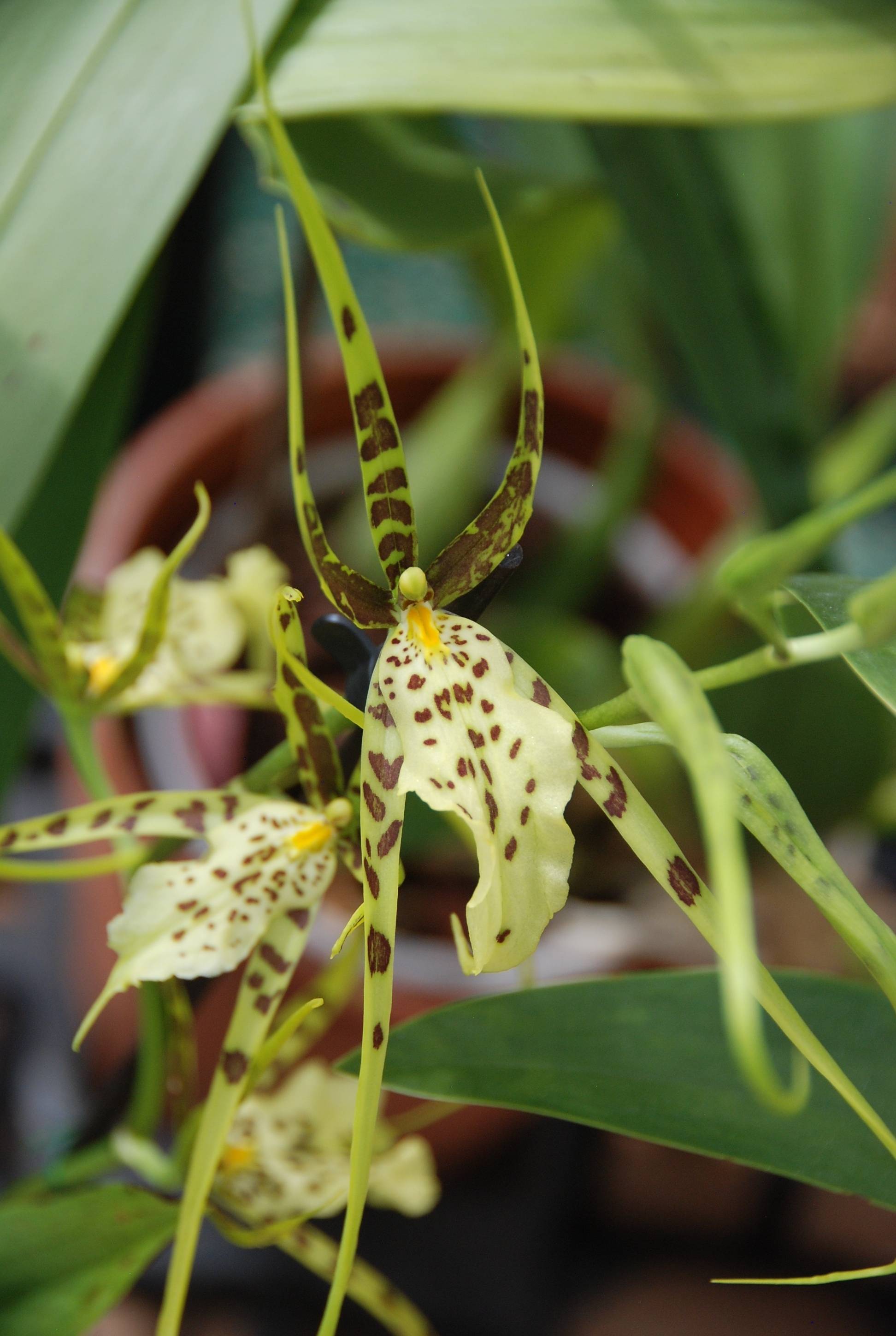 Особенности брассии орхидеи-паука | cельхозпортал