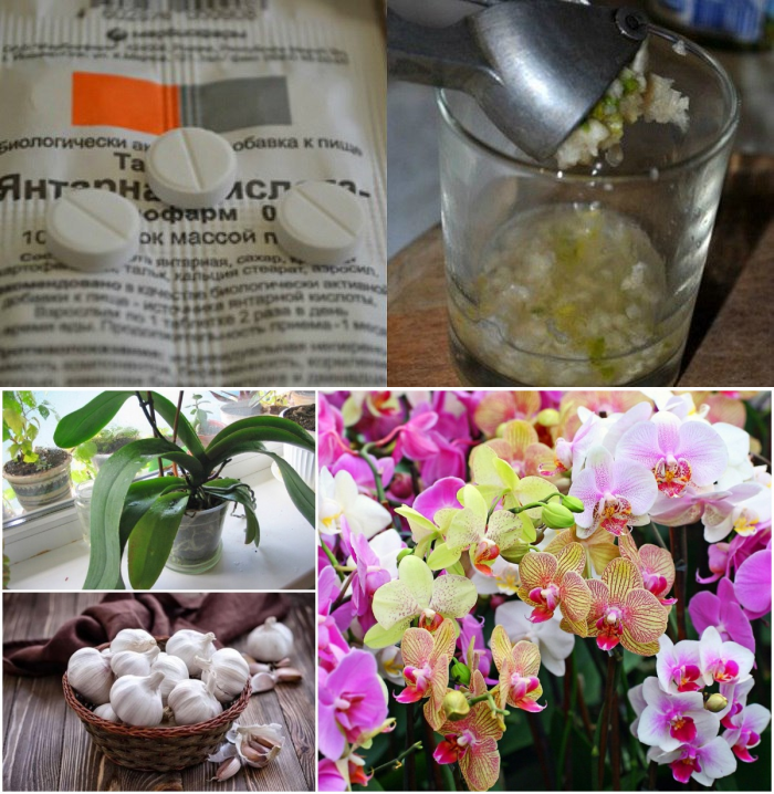 Чесночный водный раствор для орхидеи: примеры как правильно полить и приготовить