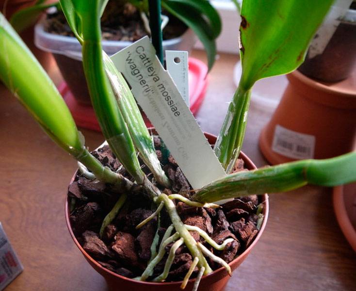 Особенности орхидеи каттлея | cельхозпортал