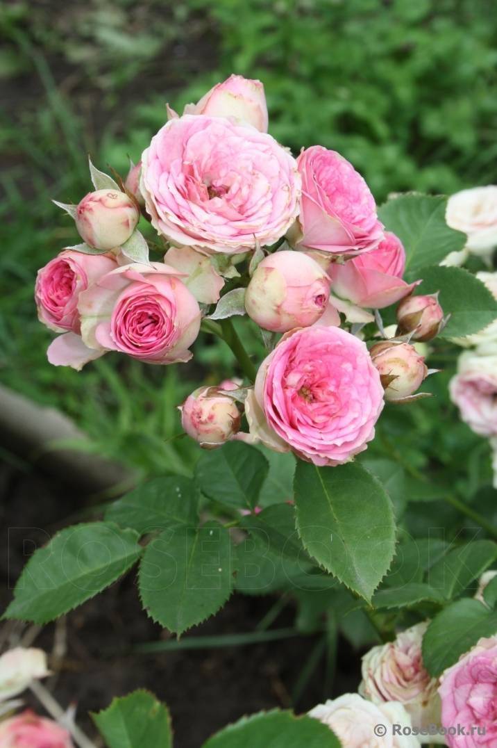 Описание почвопокровной розы мими эден: что это за миниатюрный спрей-цветок