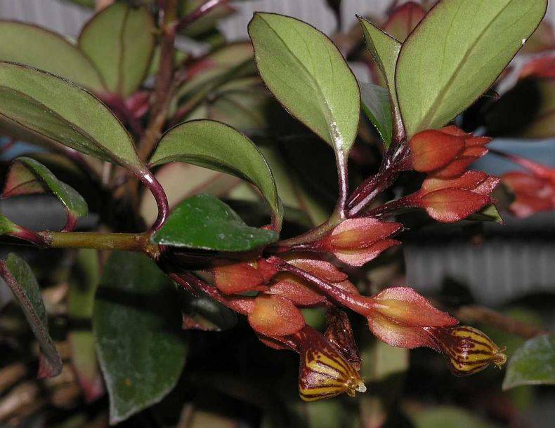 Описание и фото грегариуса радиканса, тропиканы и других популярных видов растения нематантус