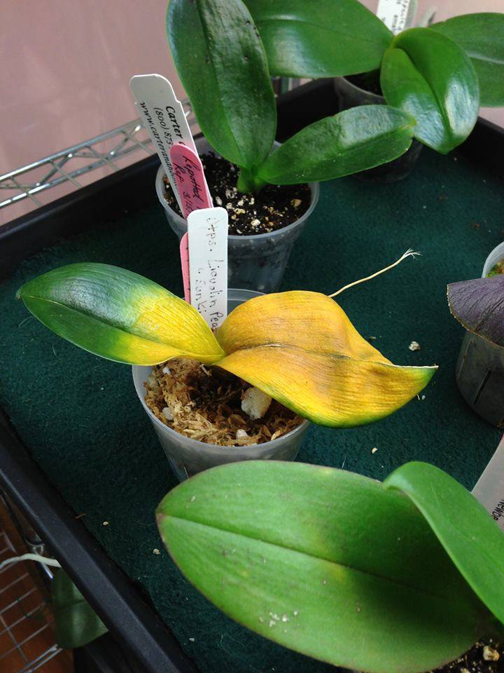 Основные причины, почему у орхидеи желтеют листья