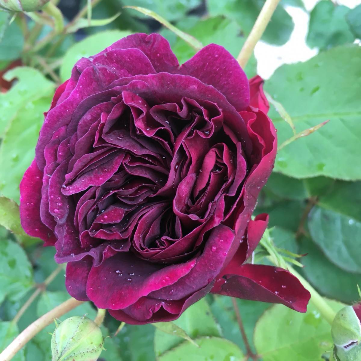 Роза манстед вуд (munstead wood): фото, отзывы, описание, характеристики.