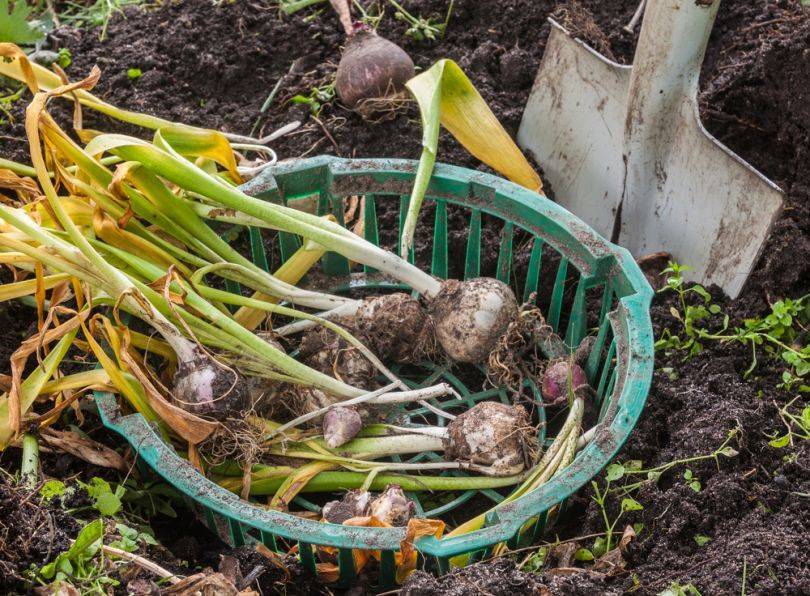 Как сохранить луковицы тюльпанов до весны: без посадки в домашних условиях, когда нужно сажать