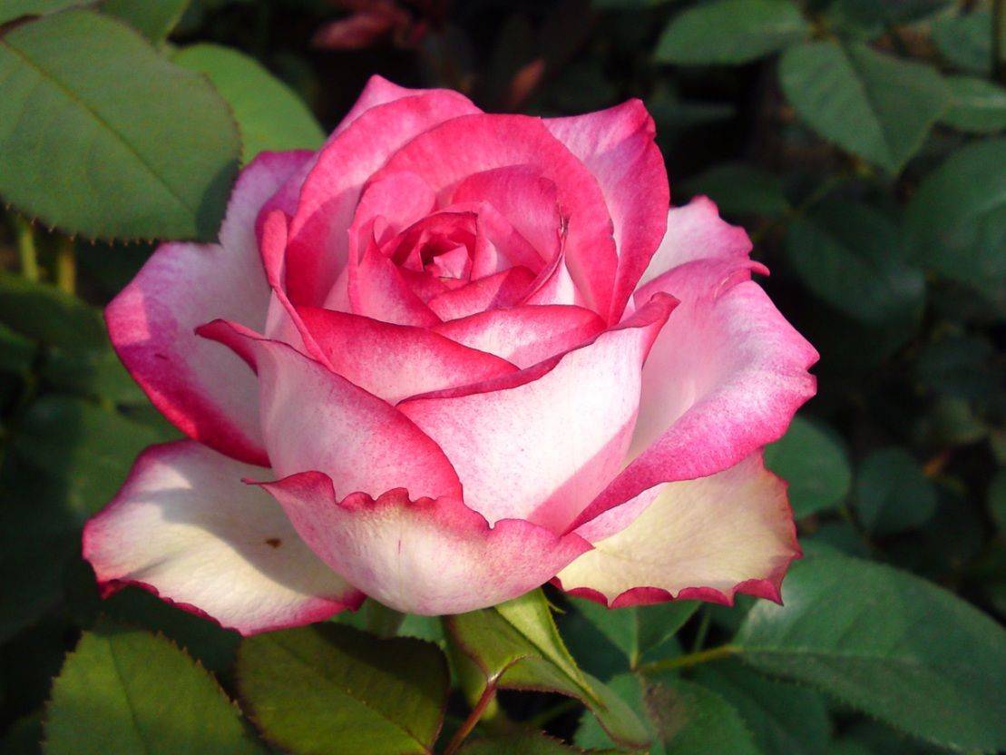 Чайно-гибридные розы посадка и уход, посадка розы выращивание - цветочки
 - 24 декабря
 - 43870764286 - медиаплатформа миртесен