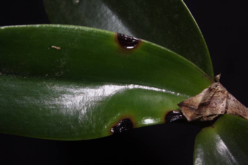 10 распространенных болезней орхидеи фаленопсис. как лечить?