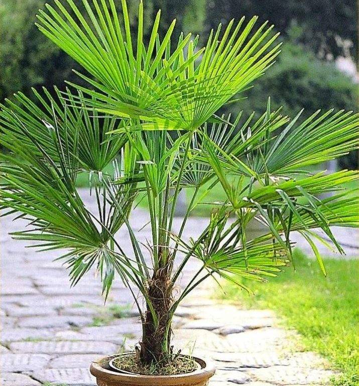 Хамеропс: фото пальмы, выращивание из семян, уход в домашних условиях