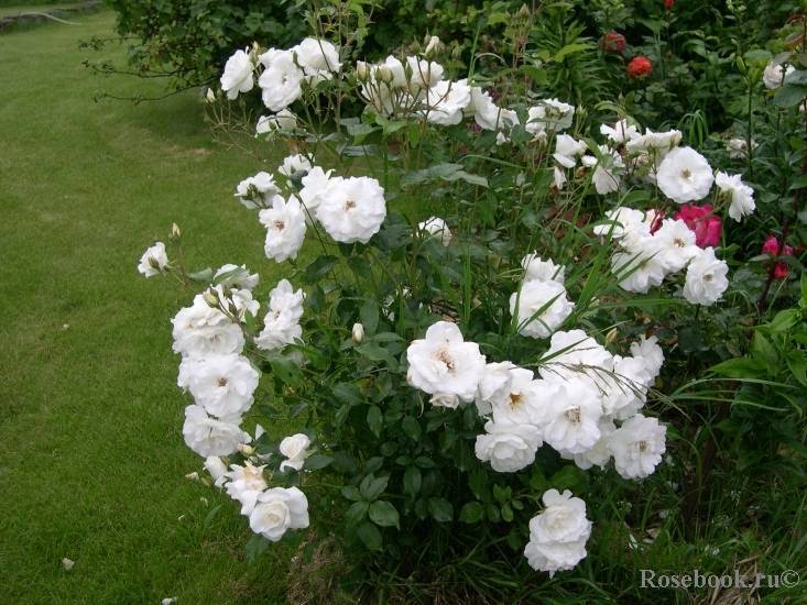 Флорибунда – группа роз с практически непрерывным цветением (сорта и фото)
флорибунда – группа роз с практически непрерывным цветением (сорта и фото)
 adblockrecovery.ru