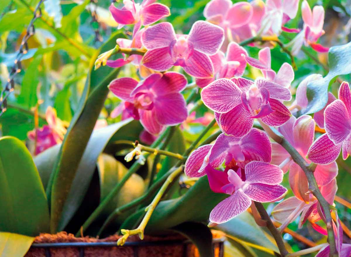 Разновидности орхидей – названия цветов с описанием и фото