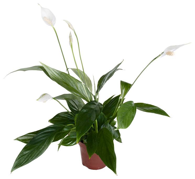 Цветок спатифиллум: виды и особенности ухода - тепличка 22