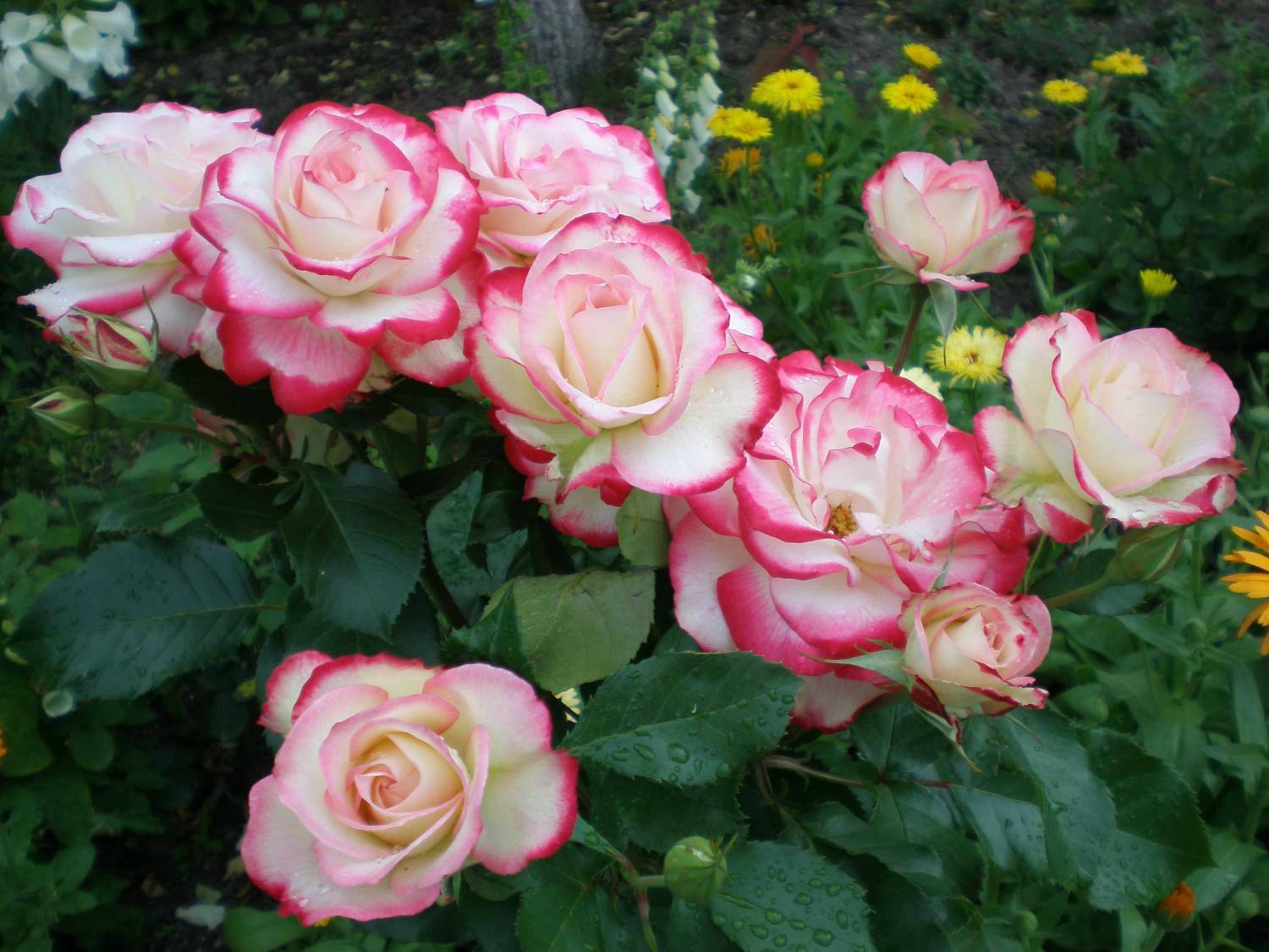 Особенности и правила посадки роз в саду: как выращивать кусты, чтобы они цвели