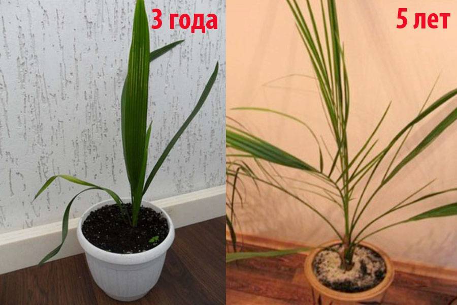 Финиковая пальма из косточки: экзотика у вас дома
 adblockrecovery.ru