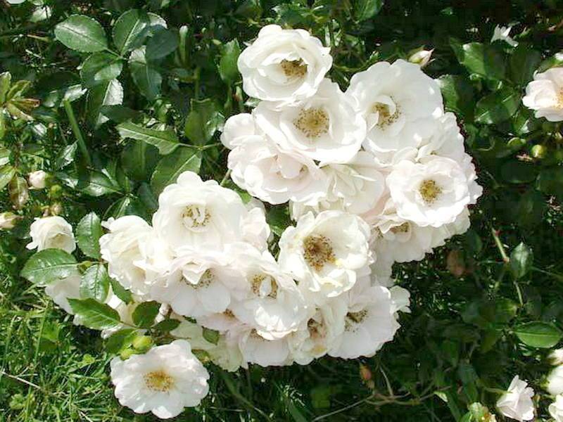 Роза Бланк Мейяндекор (Blanc Meillandecor) — характеристики культуры
