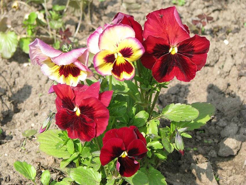Цветок «виола»: виды с фото, выращивание, посадка и уход