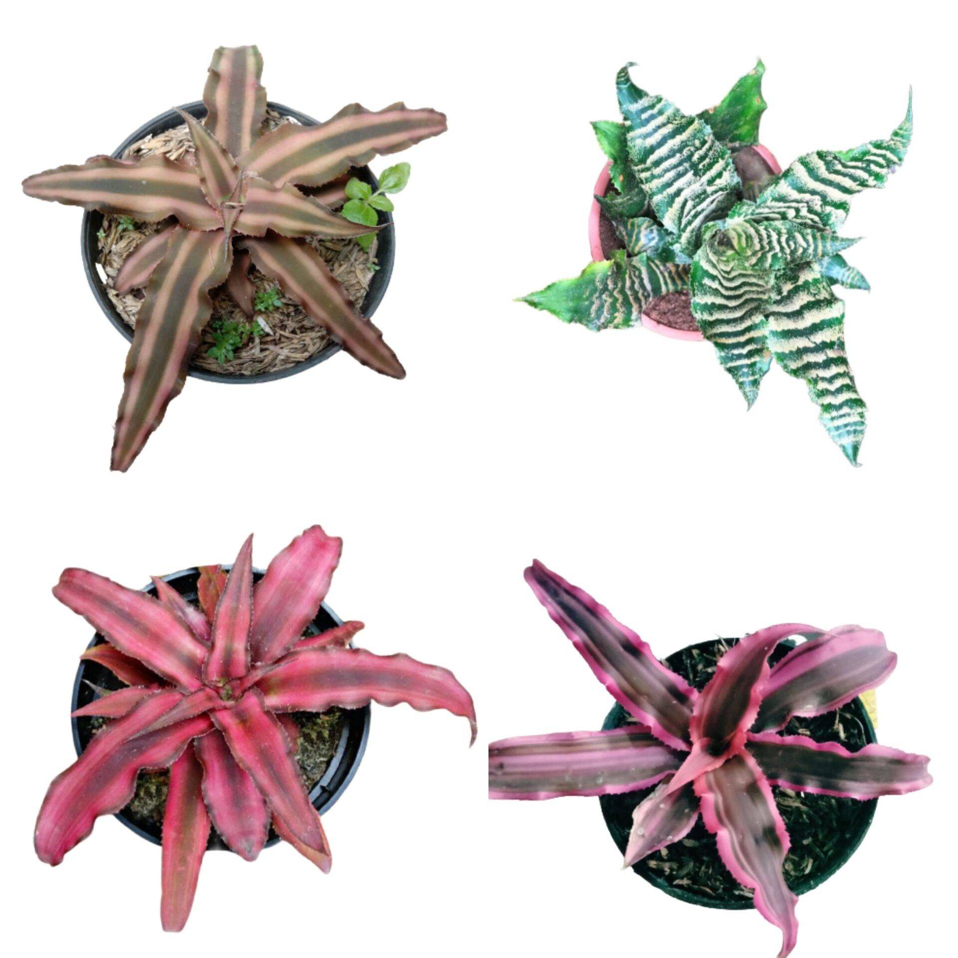 Земляные звезды растений рода криптантус: характеристика, уход в домашних условиях, виды