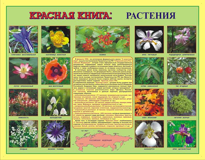 18 самых маленьких комнатных растений | wikibotanika.ru