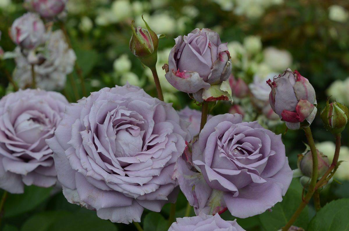 ✅ фиолетовые розы: что означают, описание сортов с фото, основные правила выращивания и ухода - tehnoyug.com