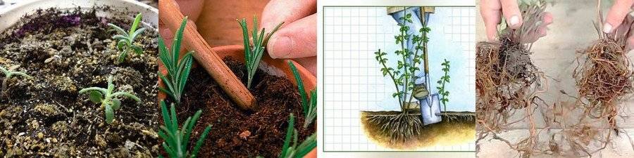 Выращивание розмарина: как выращивать дома и на открытом грунте