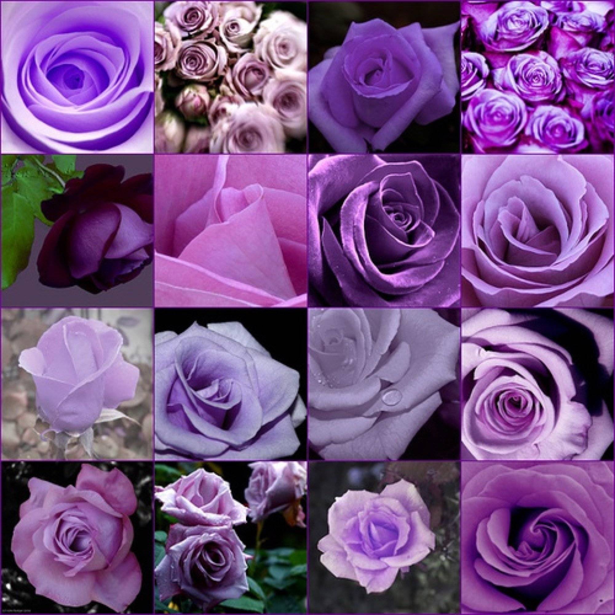 Царственная роскошь фиолетовых роз в вашем саду