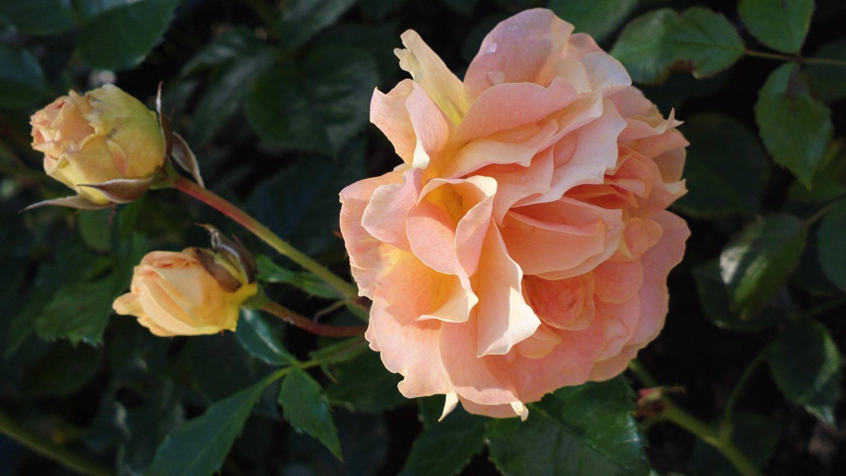 Роза рококо фото и описание сорта, посадка и уход