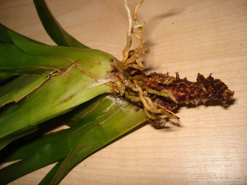 Орхидея камбрия: фото видов и сортов с названиями, уход