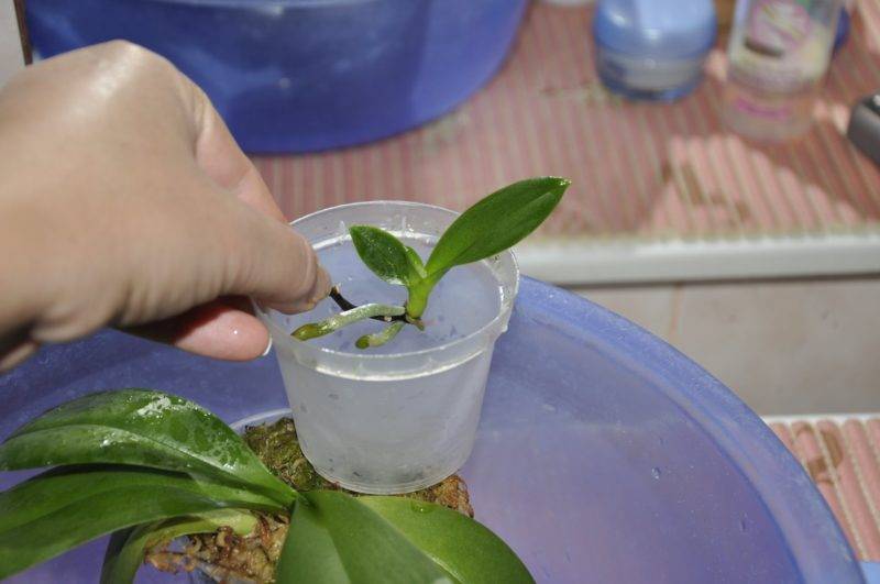 Как размножать орхидею в домашних условиях: размножение черенками и листом, пошаговая инструкция деления цветка для новичков с фото, как размножить семенами?