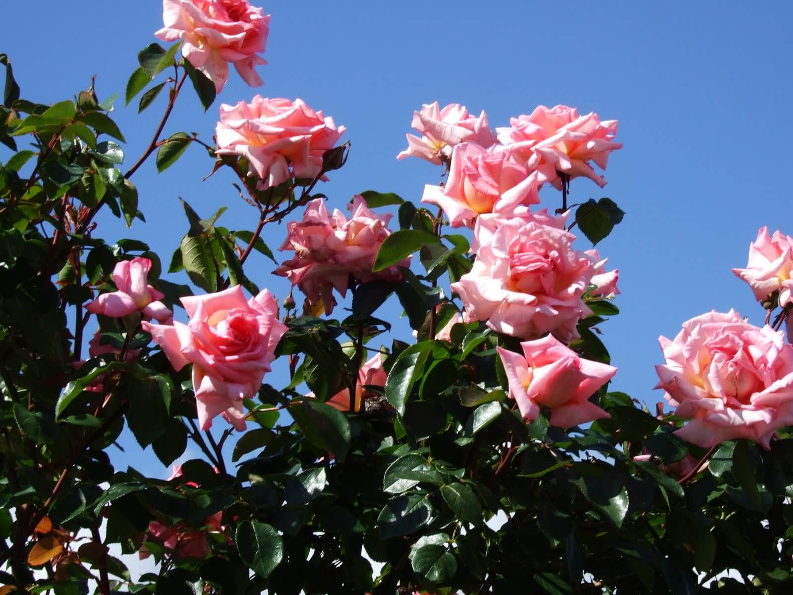 Уход за сортом роз пастелла в своем саду