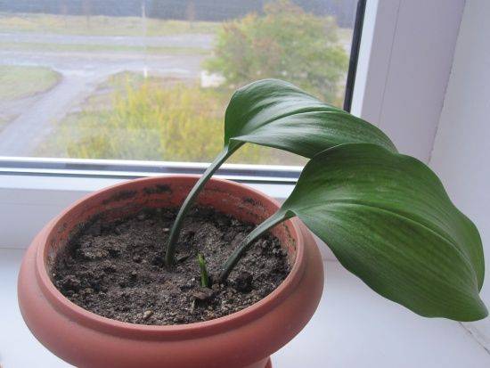 Многолетнее луковичное растение амазонская лилия (эухарис): уход в домашних условиях, фото, пересадка и размножение
