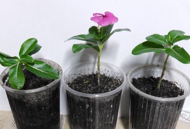 Катарантус (catharanthus). выращивание, уход, размножение дома. | floplants. о комнатных растениях