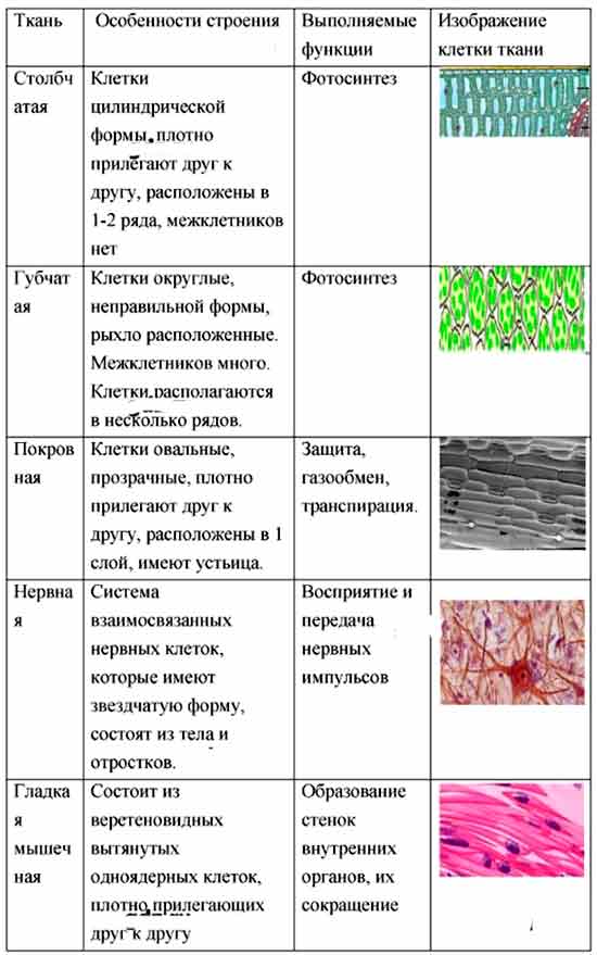 Ткани растений - структура, классификация и основные функции