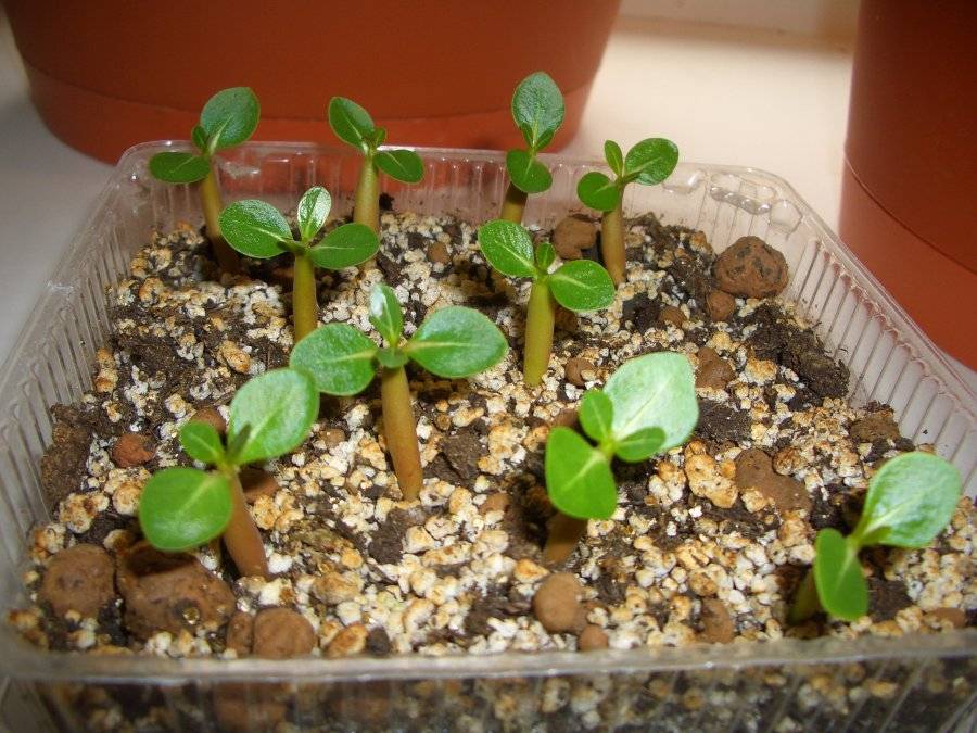13 комнатных растений, которые легко вырастить из семян в домашних условиях. фото — ботаничка