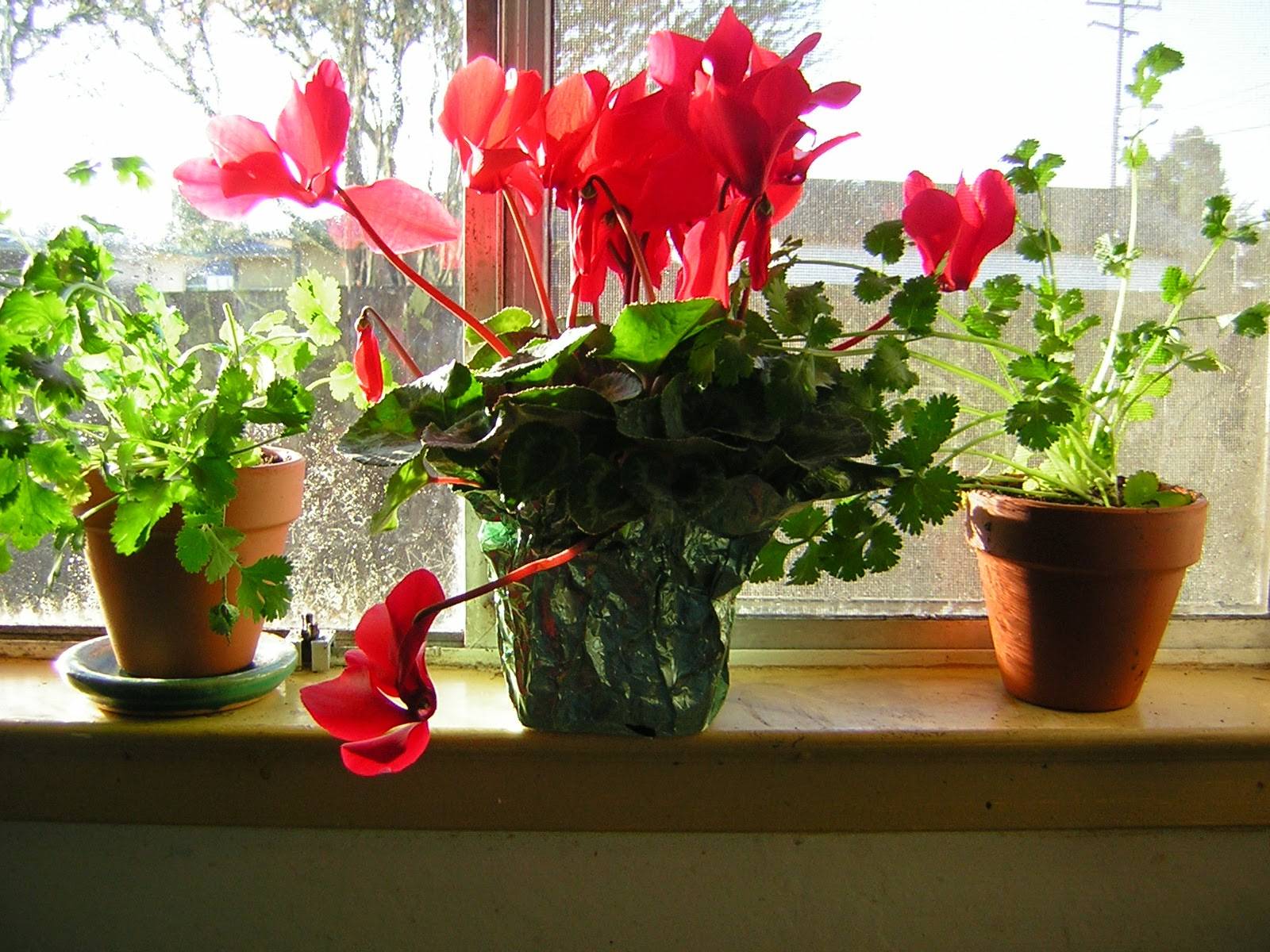 Комнатные цветы, которые любят солнце: название растений для южных окон и не боящихся прямых солнечных лучей, а также легко переносящих жару в домашних условиях