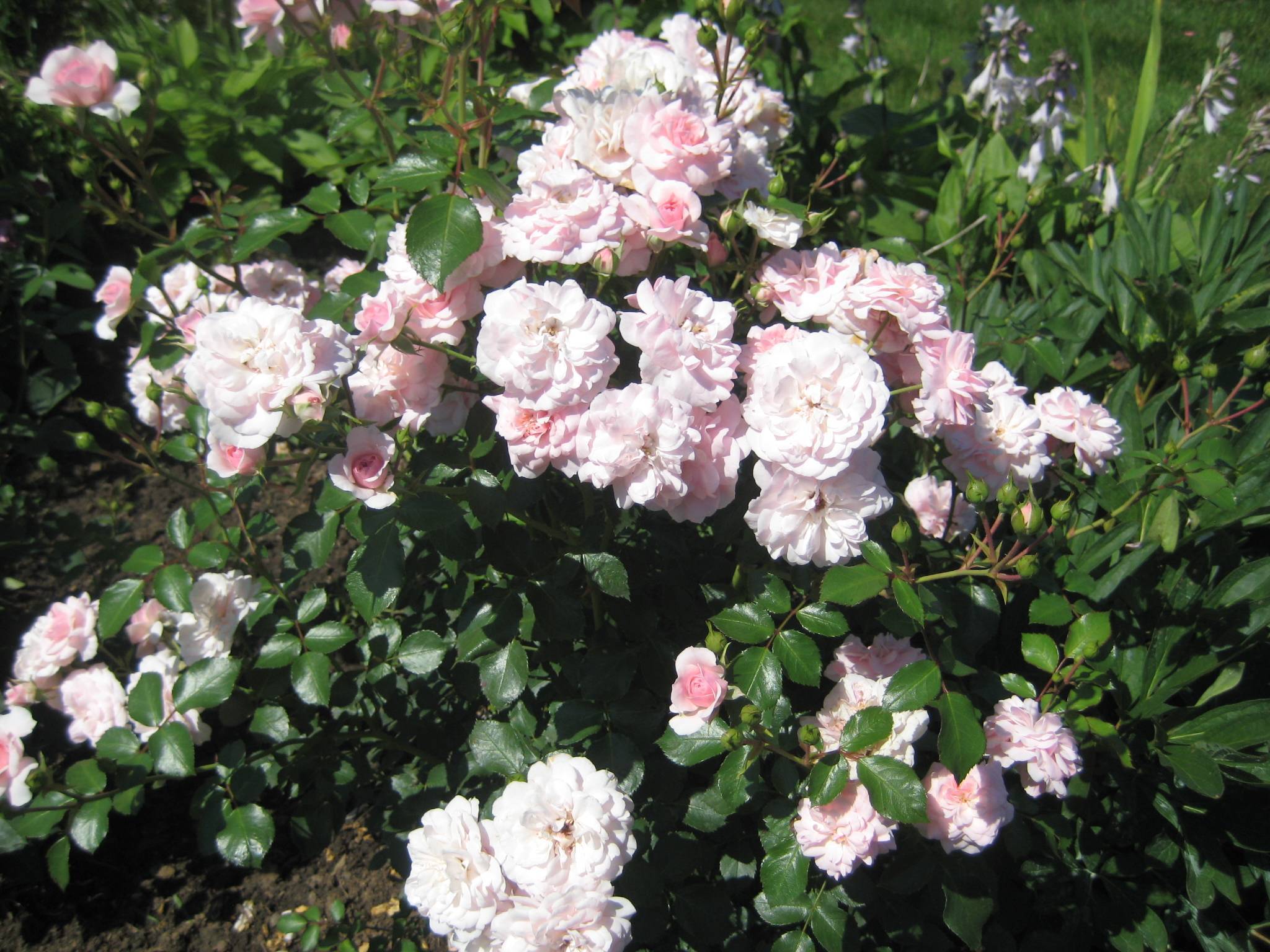Растение из класса флорибунда — роза боника 82