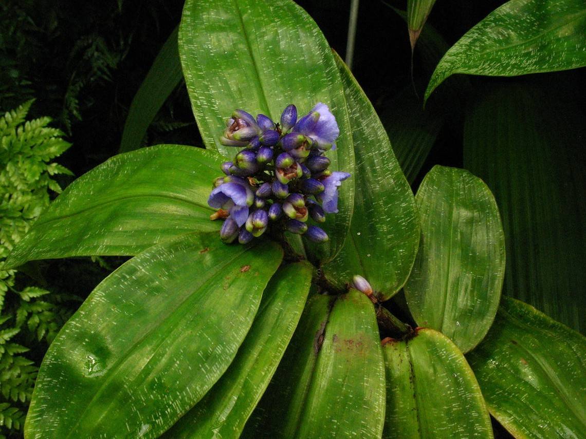 Дихондра: фото и выращивание красивого ампельного растения