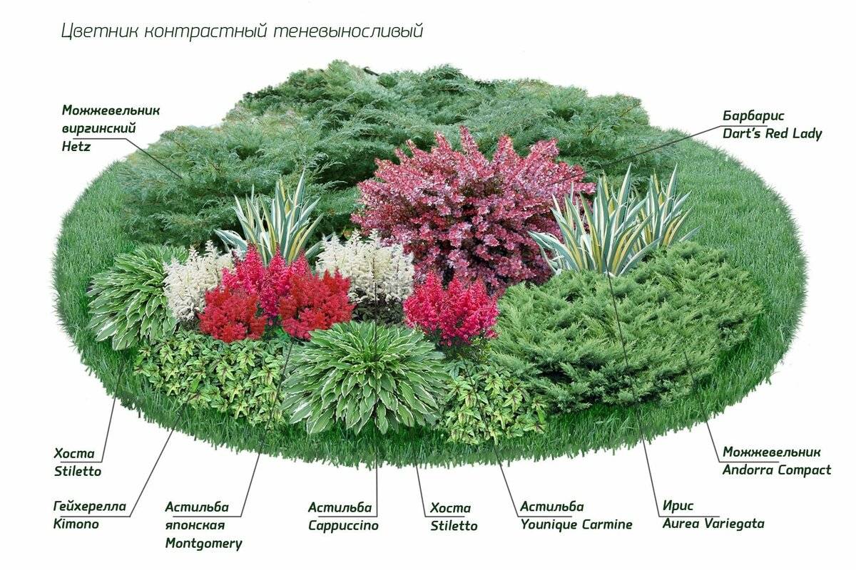 Цветник с хвойными — правила организации и выбор растений. фото — ботаничка