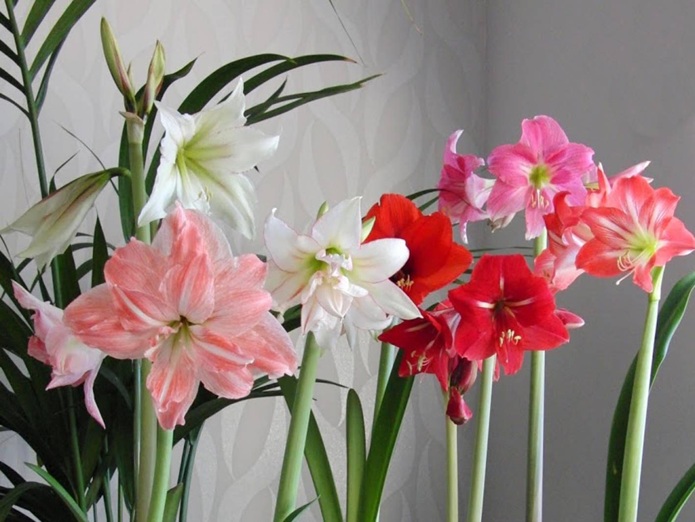 Как заставить цвести гиппеаструм в домашних условиях: что делать, если не цветет