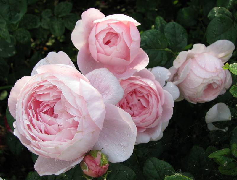 Характеристики английской розы квин оф свиден: что это за морозостойкий сорт