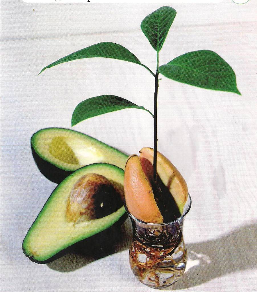Как вырастить авокадо из косточки? выращивание и уход