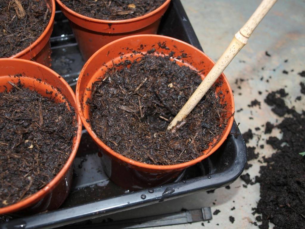 Выращивание аквилегии из семян (22 фото): как сажать их в домашних условиях? как вырастить в открытом грунте?