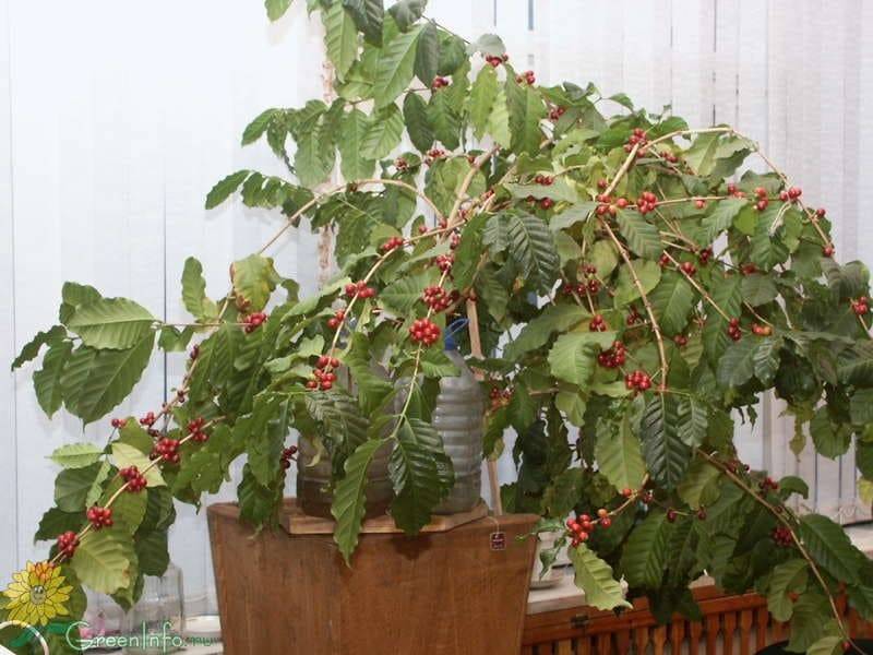 Как вырастить кофейное дерево дома. уход за кофейным деревом в домашних условиях