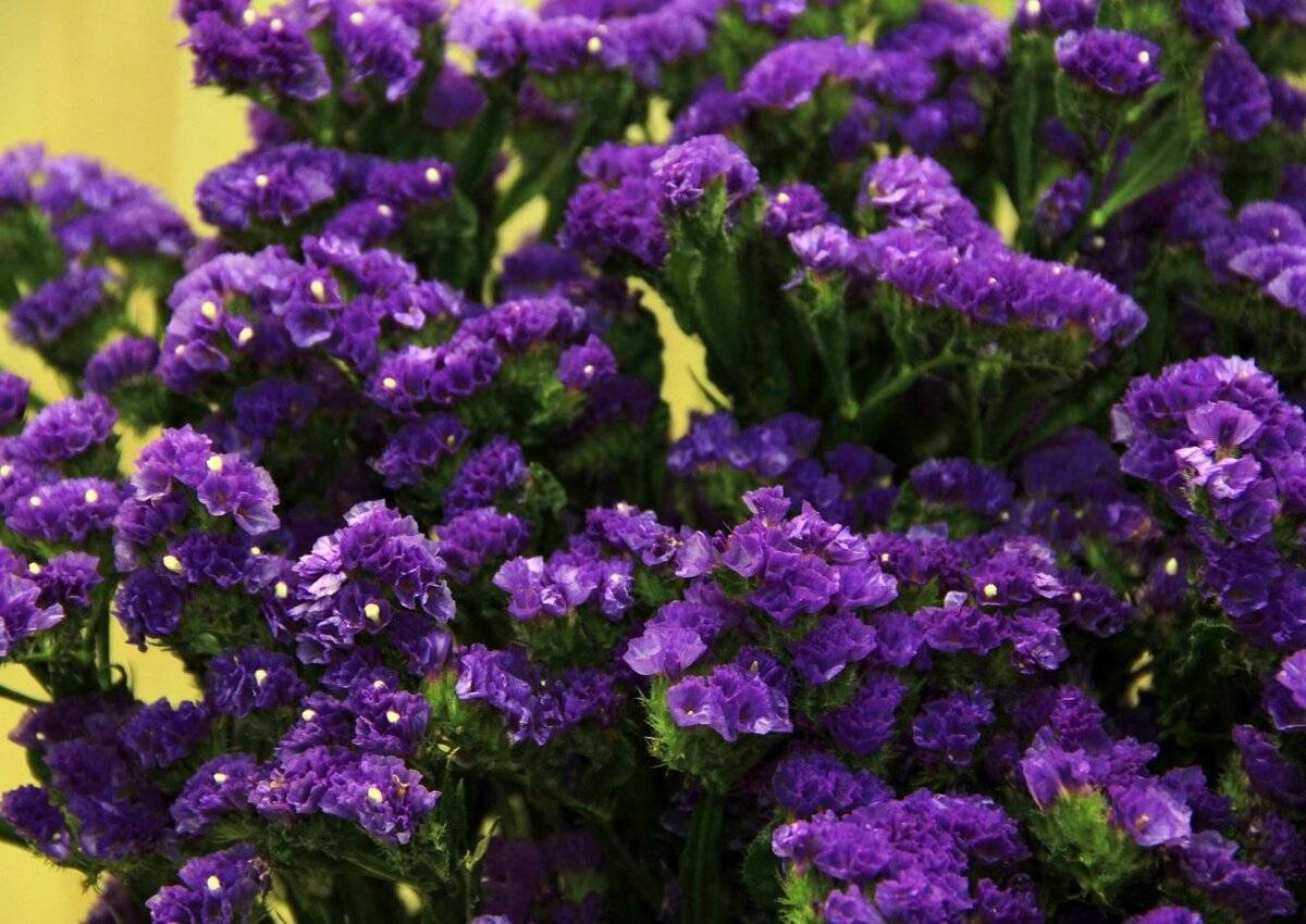 Кермек Татарский (Статица) — выращивание цветка в саду