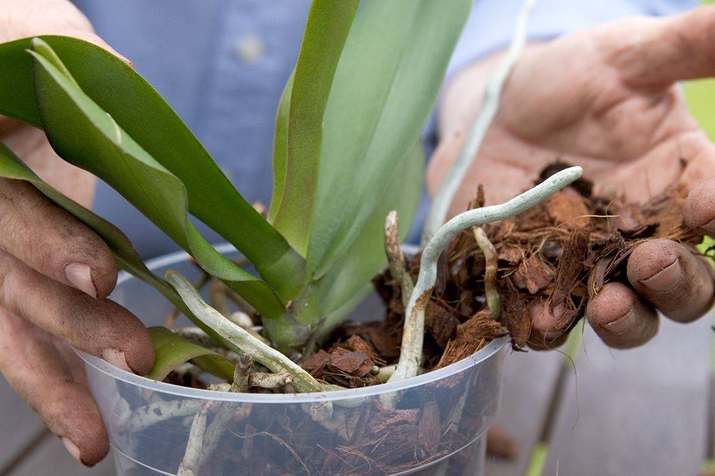 Орхидея: уход и размножение в домашних условиях, фото и рекомендации
