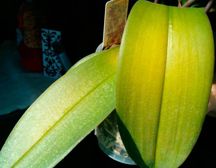 Почему у орхидеи желтеют листья: причины явления, что делать, если пожелтели нижние листья при пересадке, как спасти дендробиум